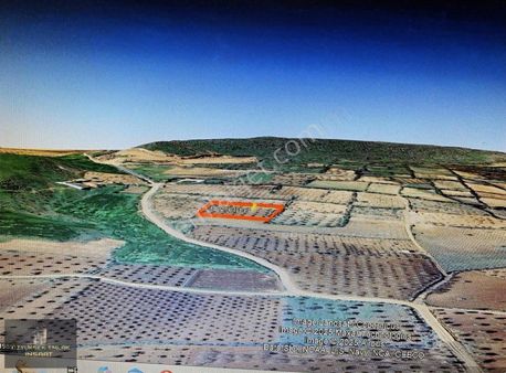 Kilis Merkez De Satılık 5570m2 Bağevilik Zeytin