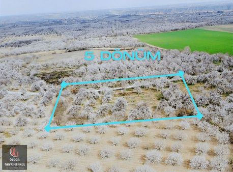 Özgür'den Akçadağ Yağmurlu'da Satılık 5 Dönüm Bahçe