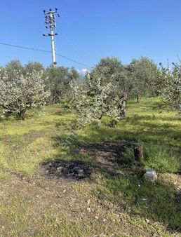 Kemalpaşa Ören 75 Müstakil Tapu Kirazlık Bahçesi