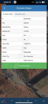 Yetişmiş Zeytin Bahçesi