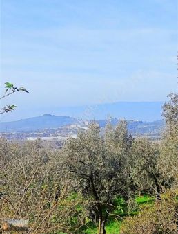 Umurbeyde 1991m2yol Cephe,su İmkanlı,deniz Manzaralı,90 Zeytin