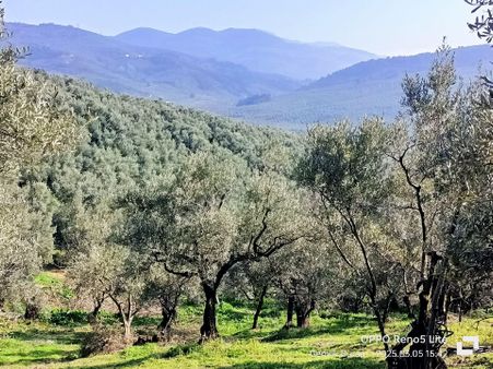 Umurbeyde 2316m2 Yerleşime1km 100 Zeytin