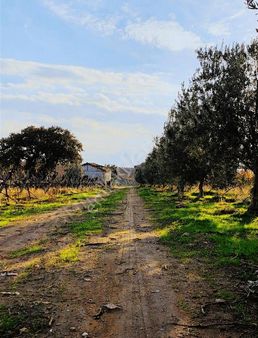 Salihli Poyrazdanlarında Satılık Zeytinlik& Bağ