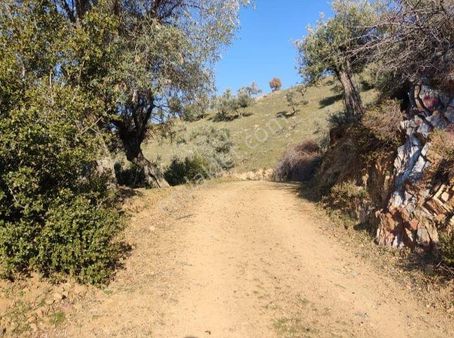 Doğa Gayrimenkul'den İzmir'de Kaçırılmayacak Yatırımlık Zeytinlik