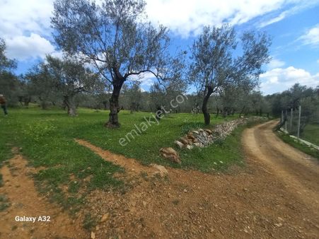 Güre Kızılkeçili Arası Deniz Manzaralı Satılık Zeytinlik