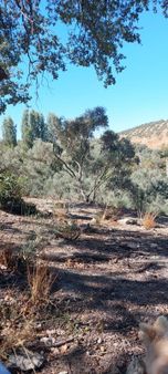 Kusadası Caferi Tarla