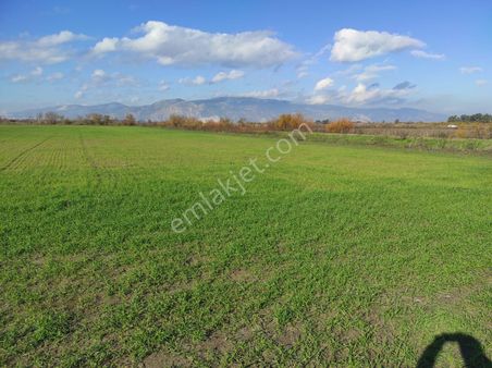 Aydın Söke Bağarası Karaatlıda Satılık Tarla