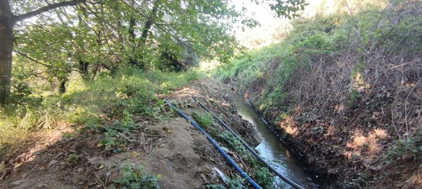 Eral Gayrimenkul'den Erdek Ballıpınar'da Satılık 2447m2 Zeytinlik