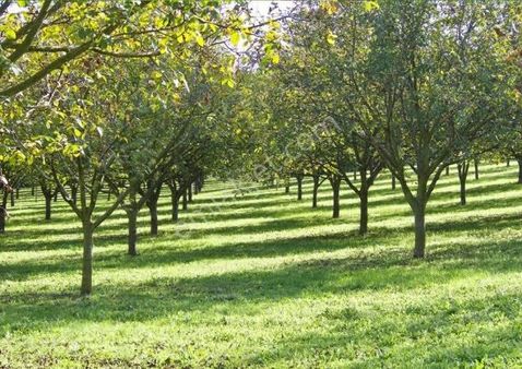 70 Dönüm Ceviz Tekirdağ Ergene Paşaköy