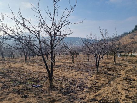 Bilecik, Söğüt, Küre Köyü'nde Satılık 2688 M2 Kiraz Bahçesi