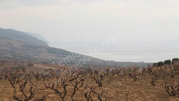 Tekirdağ Şarköy Güzelköy 3040 M2 Deniz Manzaralı Satılık Bağ
