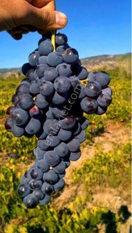 2 Dönüm Parasına 4.5 Dönüm Tarla !!