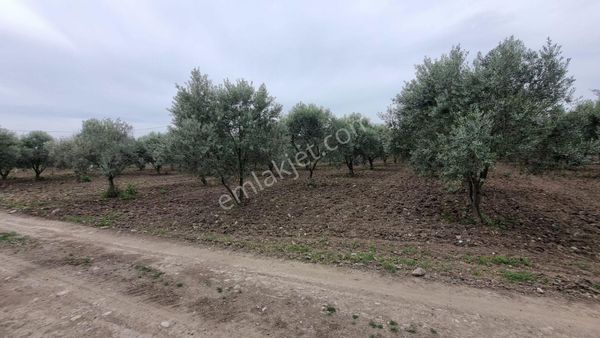 Atlas Gayrimenkulden Medar Mh. Satılık 4.800m2 Zeytinlik