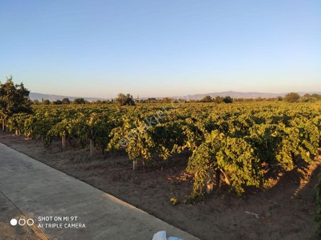 Satılık Bağ Yaşar Emlaktan