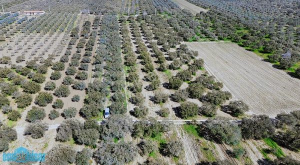 Akhisar Bünyanosmaniye'de Köy Yanı Satılık 6960 M2 Zeytinlik