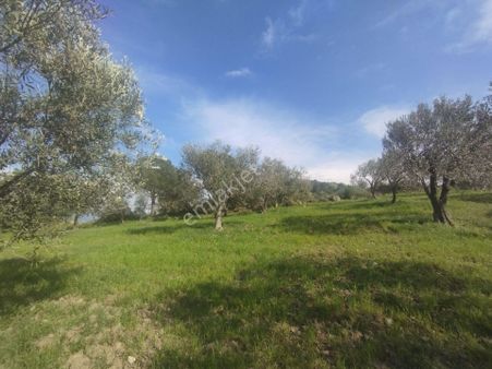 İzmir Bergama Eğrigöl Mah. Satılık Zeytinlik
