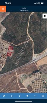 Asfalta Çok Yakın Satılık Zeytinlik