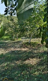 Yıldız Emlak Gayrimenkul Yenice Torhasan Köyünde Satılık 1349m2 Ceviz Bahçesi