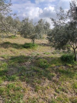 Yuvam Gayrimenkul'den Satılık Manisa Demirci Durhasan Mah. 9 Dönüm Zeytinlik