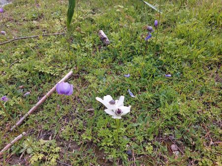 Dalaman Gürköyde 3.500 M2 Deniz Manzaralı Müstakil Arazi Satılık