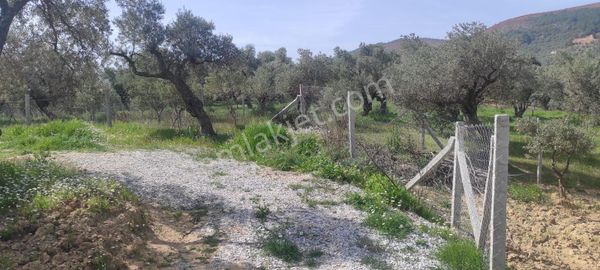 İzmir Torbalı Çakırbeyli'de Müstakil Tapu 1950m2 Zeytinlik
