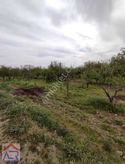 Ada Royalden Zafer Mahallesi İmar Sınırında 9dönüm Meyve Bahçesi