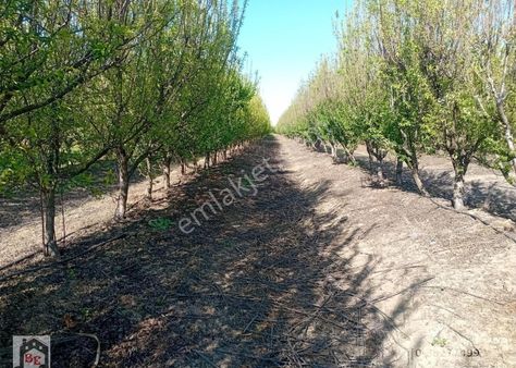 Beste'den Koyuncu Mahallesi 6500 M2 Tek Tapu Satılık Bahçe