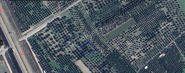 Manısa Akhısar Bunyanı Osmanıyede Satılık Zeytınlık