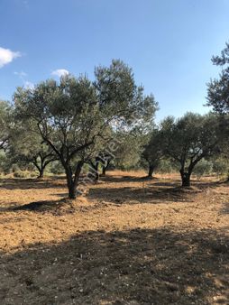 Elfi Den Kırkağaç Gelenbe De Satılık 2100 M2 Zeytinlik