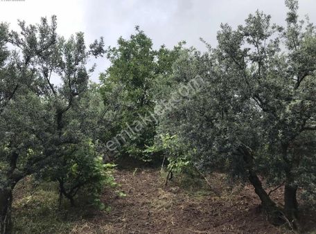 Gayrimenkul Dünyasın'dan.! Katırlı Köyün'de 1.306m2 Satılık Zeytinlik..!