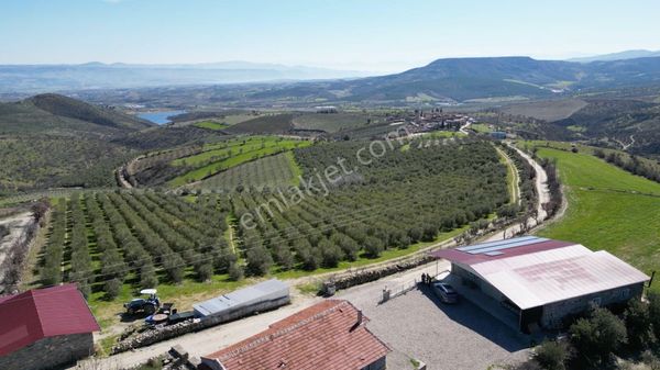 Manisa'da Ödüllü Zeytinyağı Tesisi Ve 200 Dönüm Arazisi