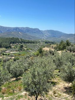 Türe Gayrimenkulden Gülnar Çavuşlarda Satılık Zeytin Bahçesi