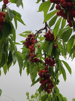 Manisa Soma Göktaş Mah 2850 M2 Mustakil Tapulu Tarlamiz Satılık