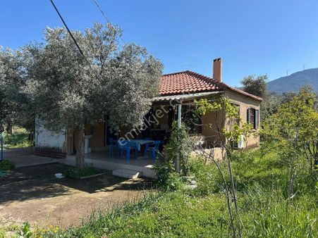 Milas Pınarcık'daesyalarıyla Birlikte Satılık 2+1 Ev+zeytinlik