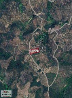 Mudanya Tirilyede Satılık Kupon Zeytinlik