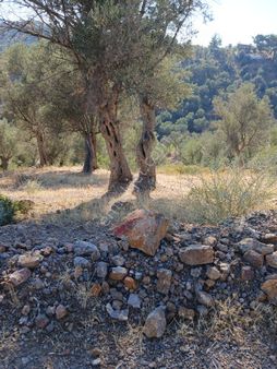 Seferihisar Orhanlıda 3500m2 Zeytinli Tarla .resmi Yola Cepheli