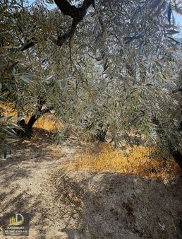 Detay Emlaktan Edincik Mahallesinde Satılık 1244m² Zeytinlik!