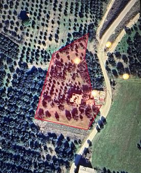 Akhisar Dayıoğlu'nda 2000 M2 Satılık Zeytinlik