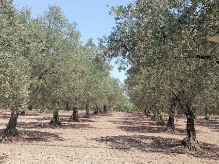 Akhisar Yatağan'da 4.485 M2 Satılık Tek Tapu Zeytinlik