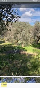 İzmir Torbalı Helvacı Köyü Satılık Tarla