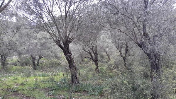 Dalaman Şerefler'de 2200 M² Tapulu Satılık Zeytinlik