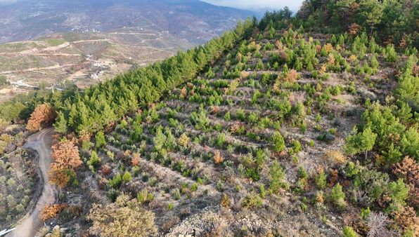 Acil Satılık Alanya Fakırcalı 8.905 M2 Tarla