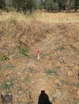 Şimşekten Ağacık Mahallesinde 10 Ağaçlık Zeytinlik