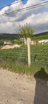 Acele Satilik Emiralem Tarla