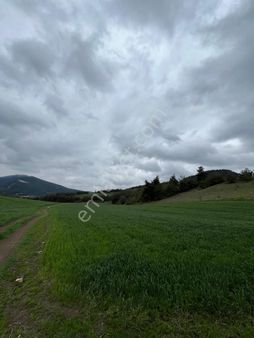 Sakarya Halidiyede Fırsat Düşük M2 Fiyatlı 25 Dönümlük Tarlalar