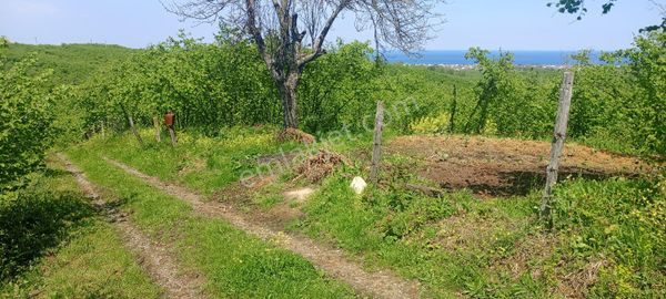 Muhteşem Deniz Manzaralı Yaşam Alanı.