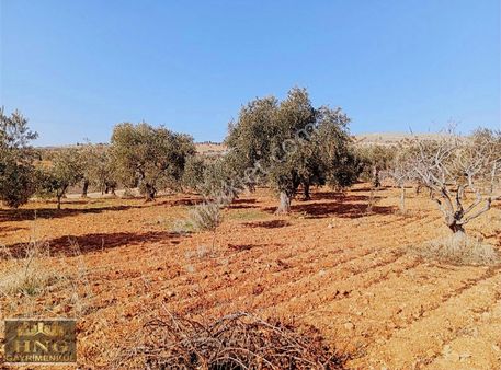 Yukarı Arılda Satlık Tek Tapu Arazi