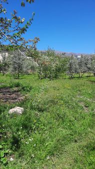 İlçemizin En Yeşil Mahallesinden