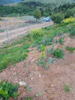 Bursa Osmangazi Avdancıkta Satılık 2700m2 Hisseli Hobibahçesi