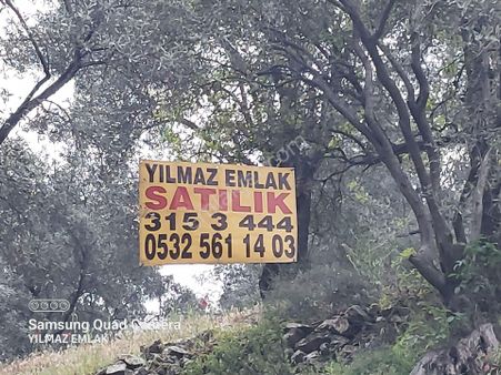 Yaylapınar Mahallesi Asfaltına Cepheli Satılık Zeytinlik